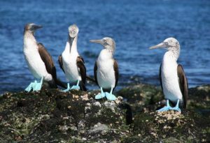  Blue-Footed Booby