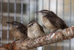 Carolina Wren