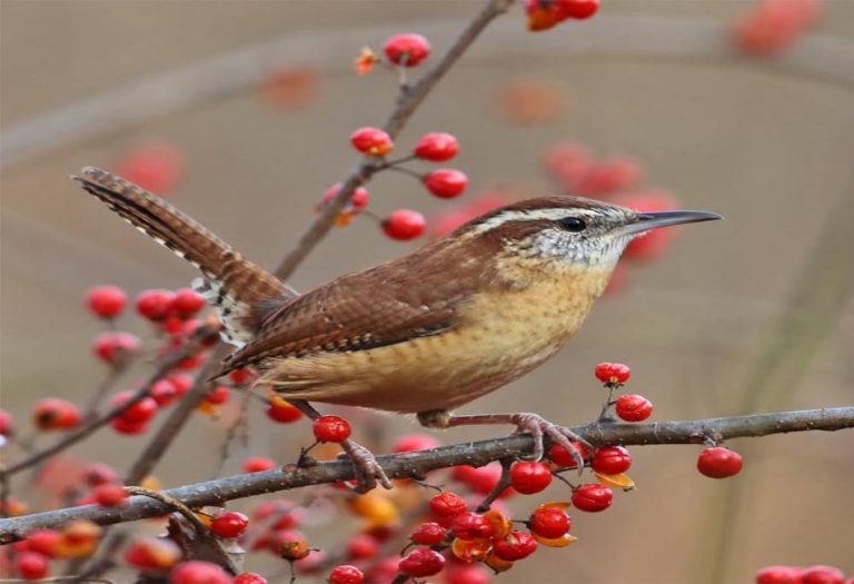 Carolina Wren: A Detailed Guide to This Energetic and Vocal Songbird