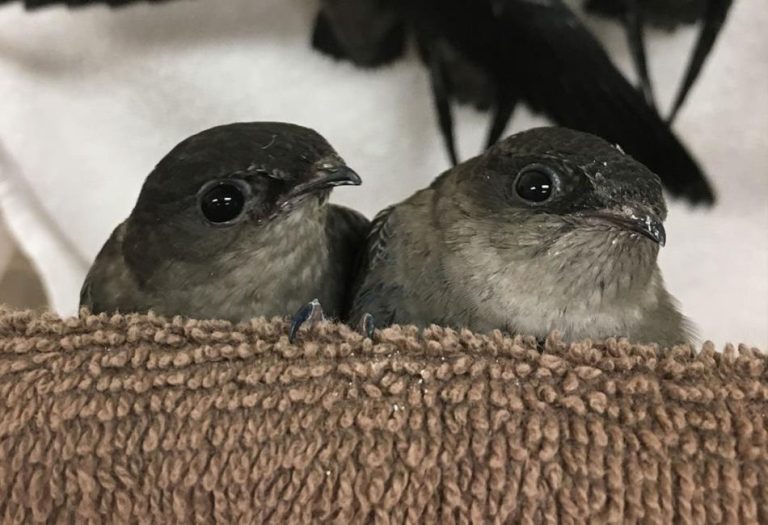 Chimney Swift: Nature’s Aerial Acrobat