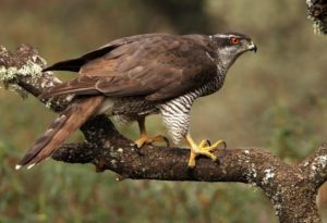 Goshawk