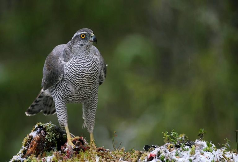 Goshawk: The Powerful Predator of the Forests