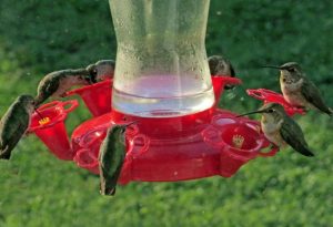 Hummingbird Nectar