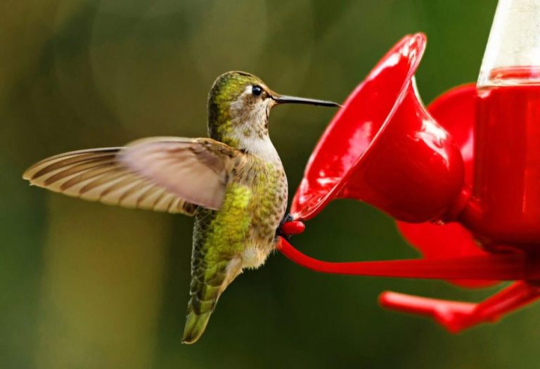 Hummingbird Nectar: How to Make, Use, and Care for Hummingbird Feeders