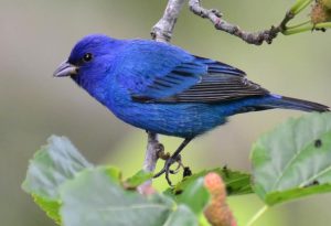 Indigo Bunting