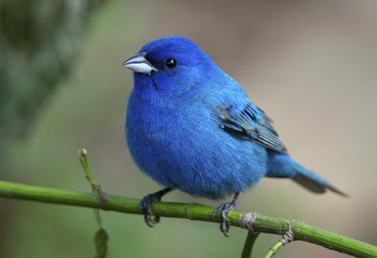 Indigo Bunting: A Vibrant Gem of the Bird World