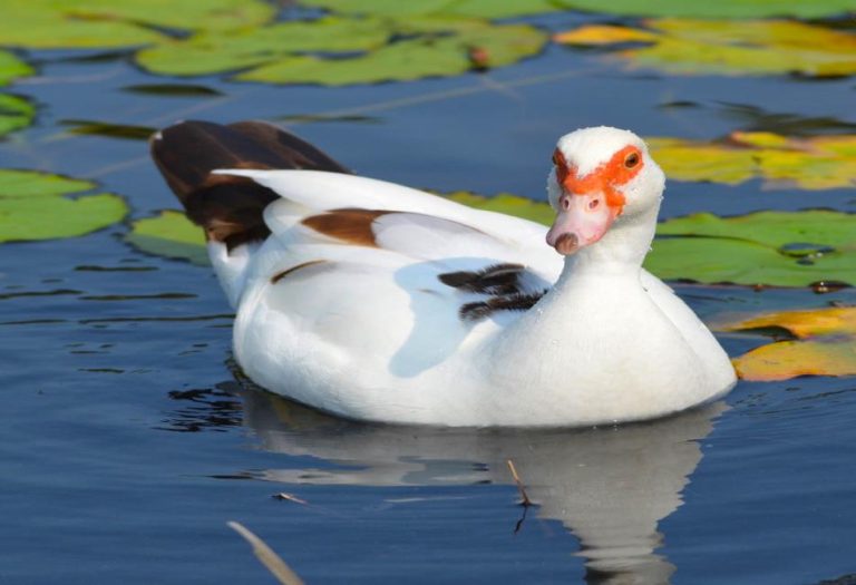 The Muscovy Duck: A Comprehensive Guide to This Unique Waterfowl