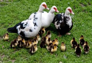 Muscovy Duck
