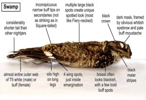 Nightjar