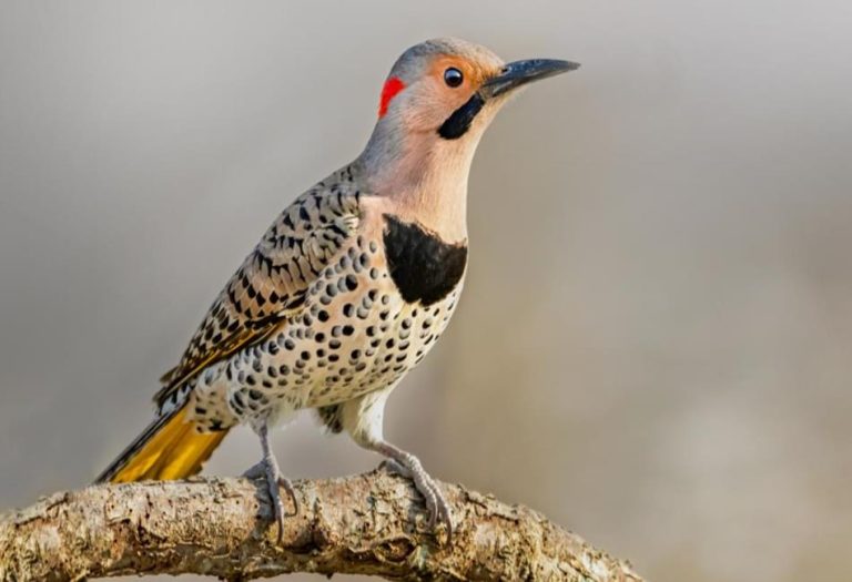 The Northern Flicker: A Comprehensive Guide to One of North America’s Most Fascinating Woodpeckers