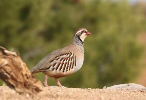  Partridges