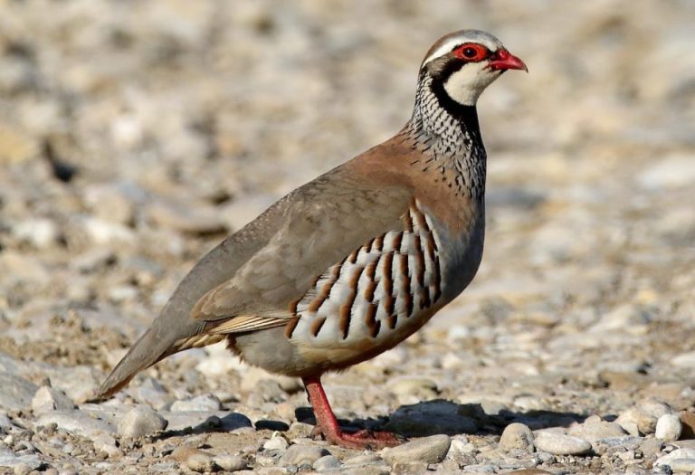Understanding Partridges: A Comprehensive Guide