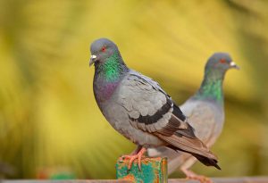 Pigeon Nest