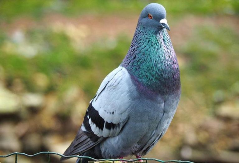Pigeon Nests: Understanding Their Structure, Habits, and How to Manage Them