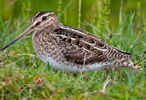 Snipe Bird