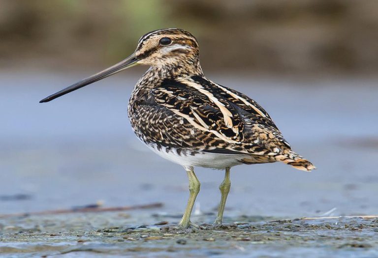 Snipe Bird: A Master of Camouflage and Precision