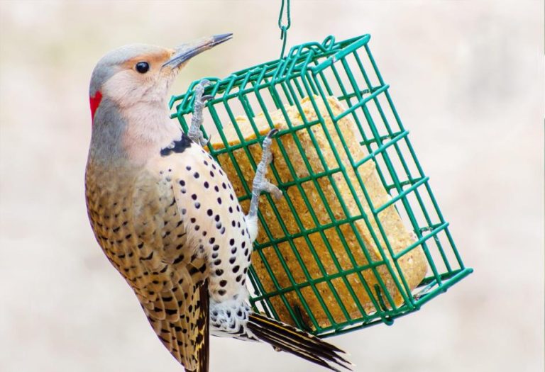Suet: The Versatile and Nutritious Fat for Cooking and Beyond