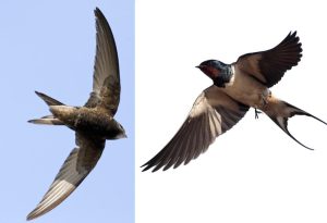 Swallows