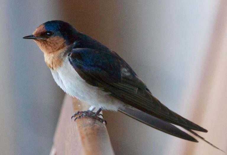 Swallows: Graceful Aerial Acrobats of the Sky