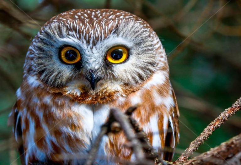 Wet Owls: Understanding the Behavior and Characteristics of Owls in Wet Conditions