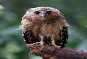 Wet Owls