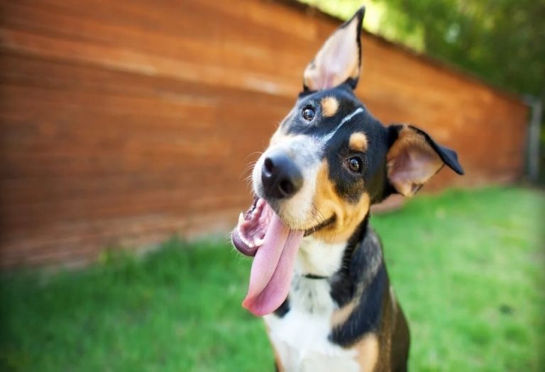 Choosing the Perfect Name for Your Girl Dog