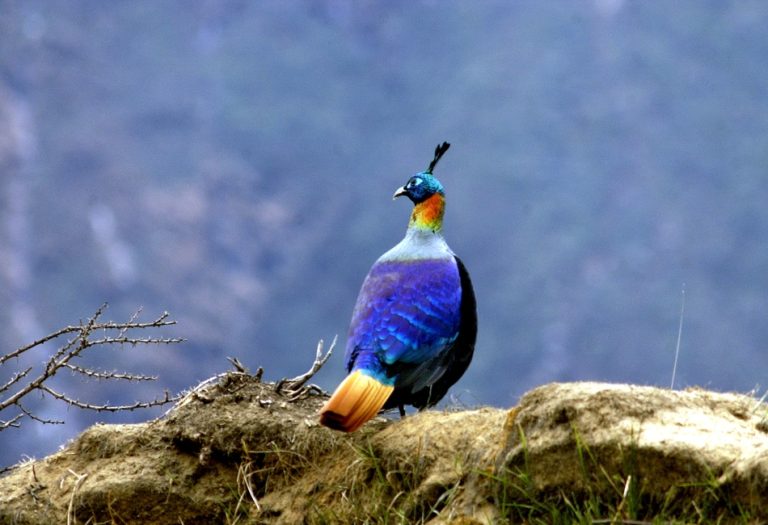 Danfe: The Beautiful Bird of the Himalayas