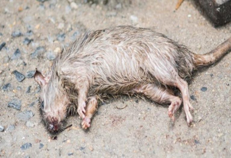 Dead Animals and Real Estate Value: Understanding the Impact on Property Prices