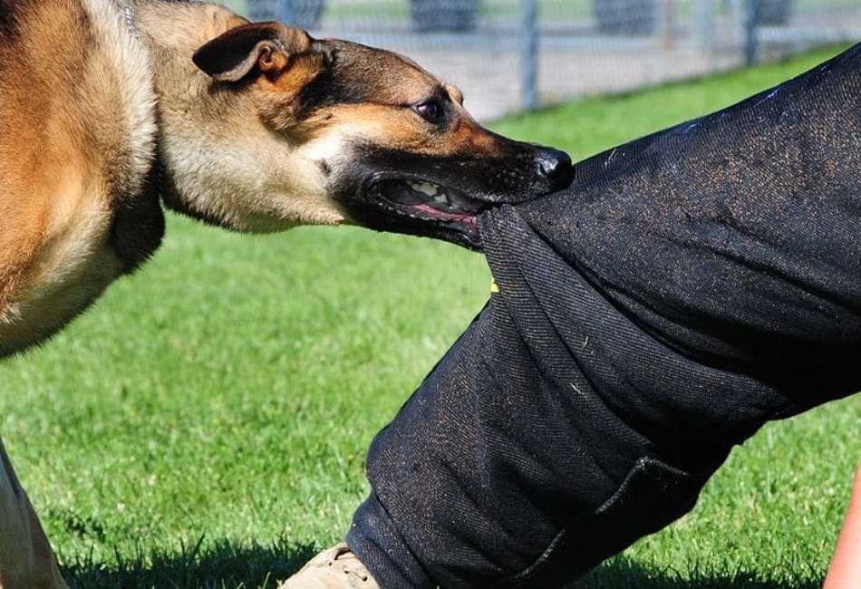 Dog Bite Cases