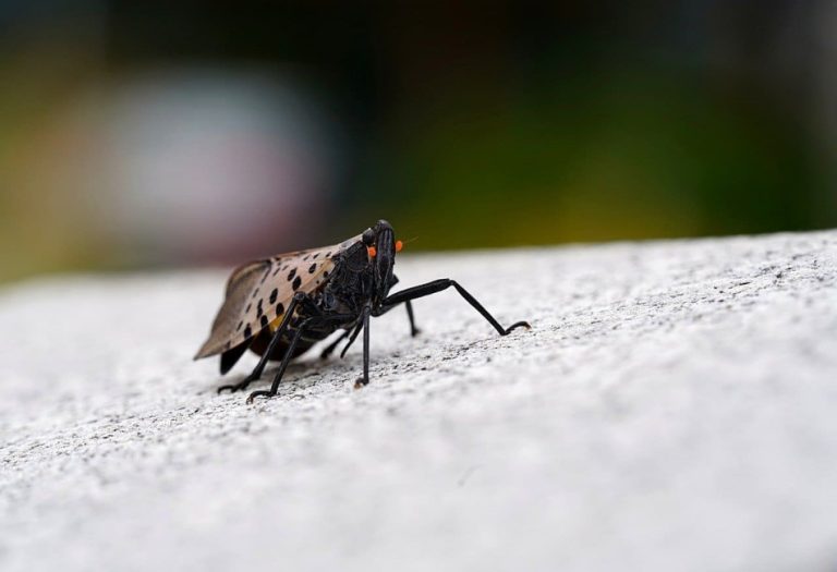 Tiny Terrors: Understanding the Most Destructive Farm Pests