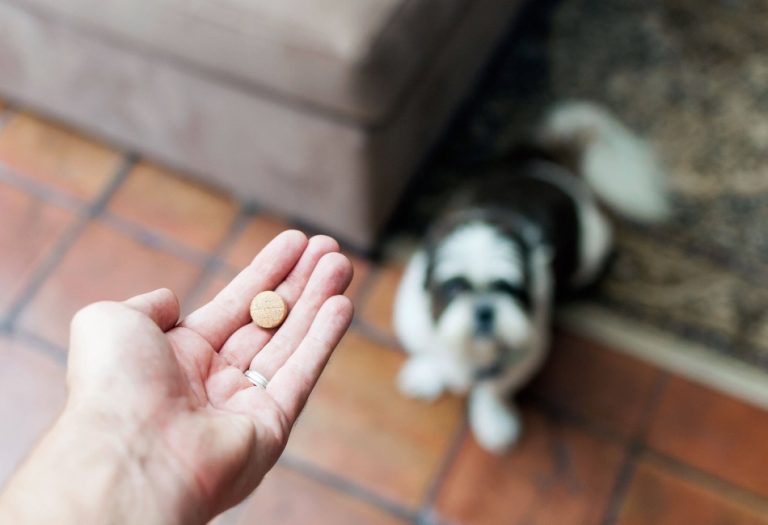 What You Need to Know Before Giving Supplement to Pets
