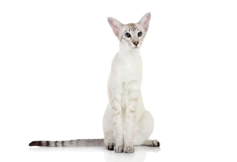 What is the difference between sphynx kittens and oriental kittens?