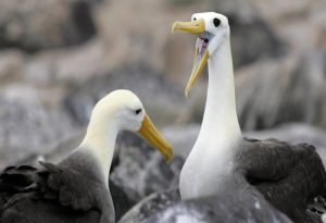Albatross