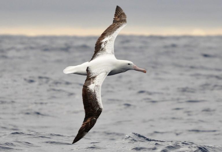 Albatross: Majestic Wanderers of the Oceans