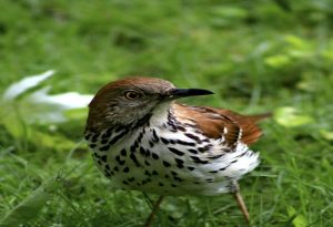 Brown Thrasher