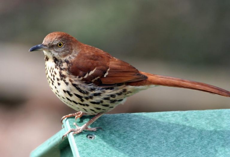 Brown Thrasher: A Comprehensive Guide to an Iconic Songbird