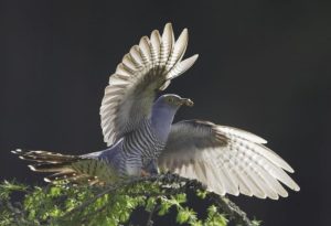  Cuckoo Bird
