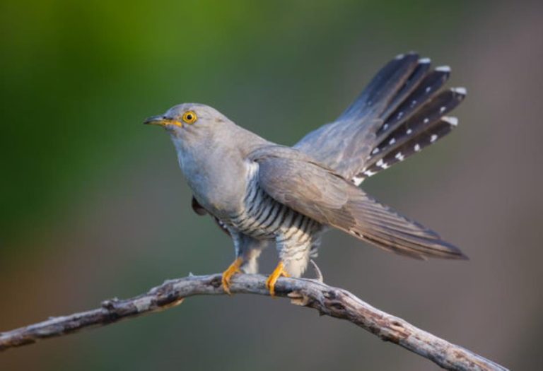 The Cuckoo Bird: Nature’s Master of Deception and Intrigue