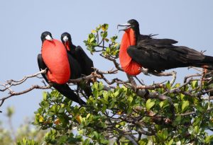 Frigate Bird