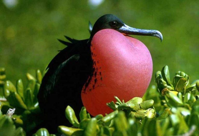 The Frigate Bird: A Marvel of Flight and Survival in the Oceanic Skies
