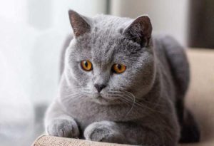 Gray Cat