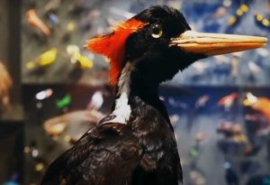 Ivory-Billed Woodpecker