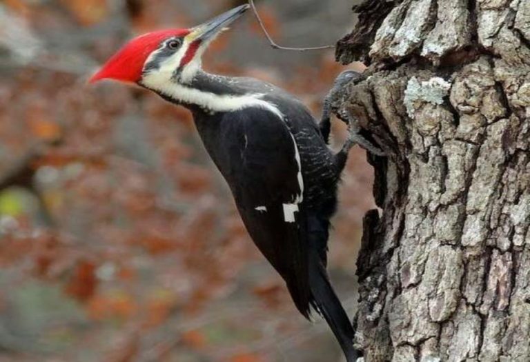 Ivory-Billed Woodpecker: A Symbol of Mystery and Conservation