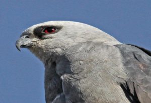 Mississippi Kite