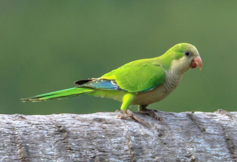 Monk Parakeet: A Comprehensive Guide to the Social and Colorful Parrot