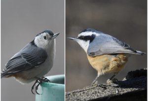 Nuthatch