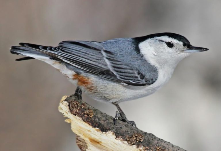 Nuthatch: The Small, Agile Bird with Big Personality