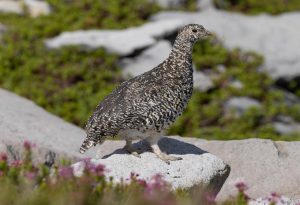 Ptarmigan