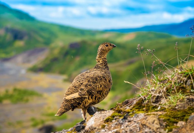 Ptarmigan: A Fascinating Arctic Bird Adapted to Extreme Environments