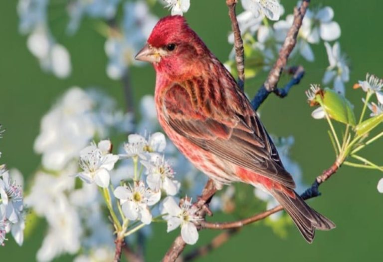 The Purple Finch: A Comprehensive Guide to This Charming Songbird